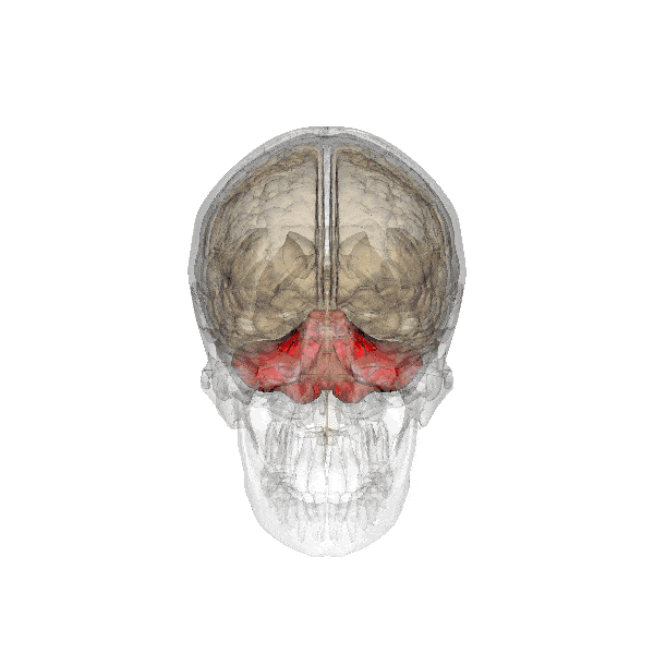 Animation of cerebellum. Credit: Wikimedia Commons.