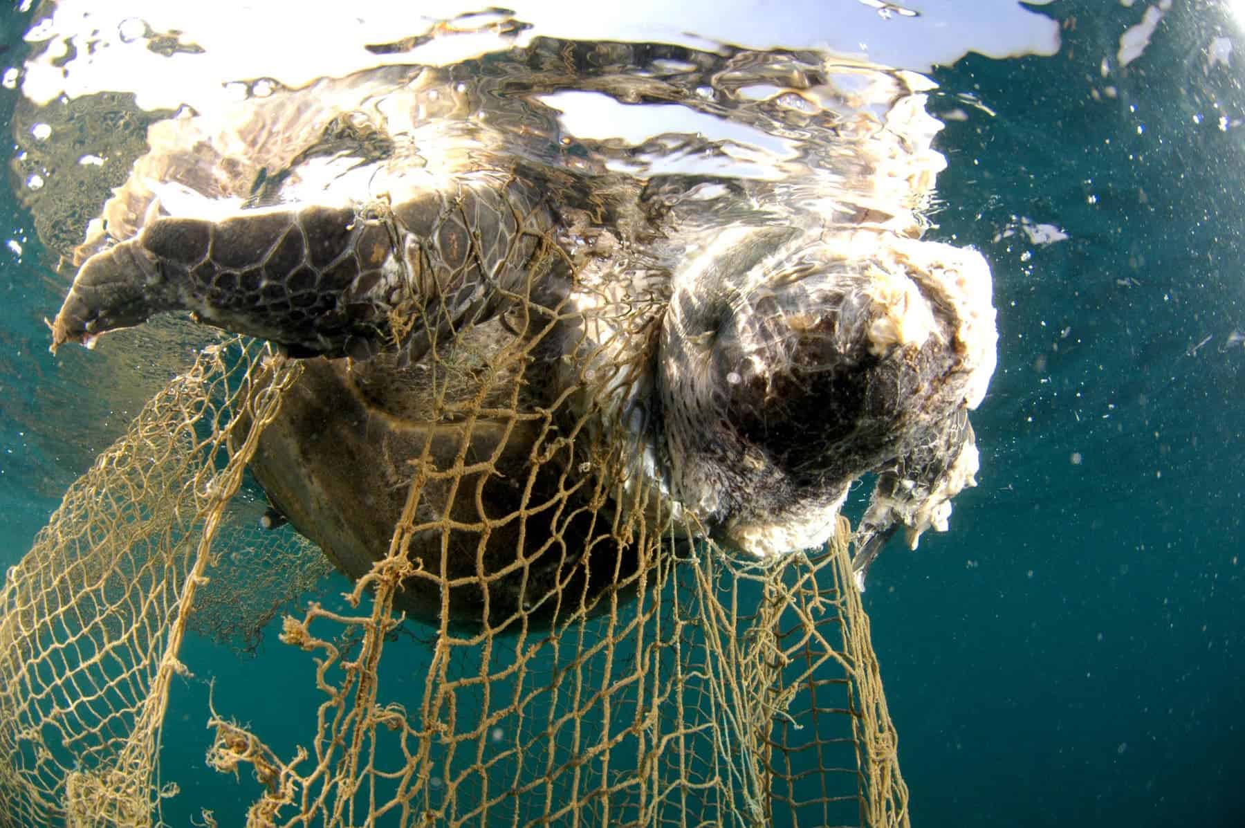 This unfortunate turtle was trapped in fishing nets and drowned. Image credits: Salvatore Barbera.