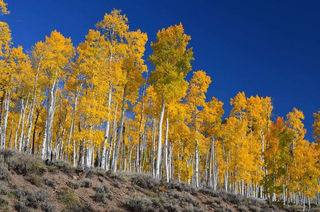 Pando is the heaviest organism in the world – and it’s also one of the oldest. Credit: Wiki Commons.