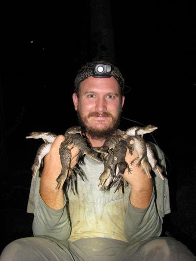 Matthew Shirley poses with juvenile Central African slender-snouted crocodiles. Credit: Florida International University.