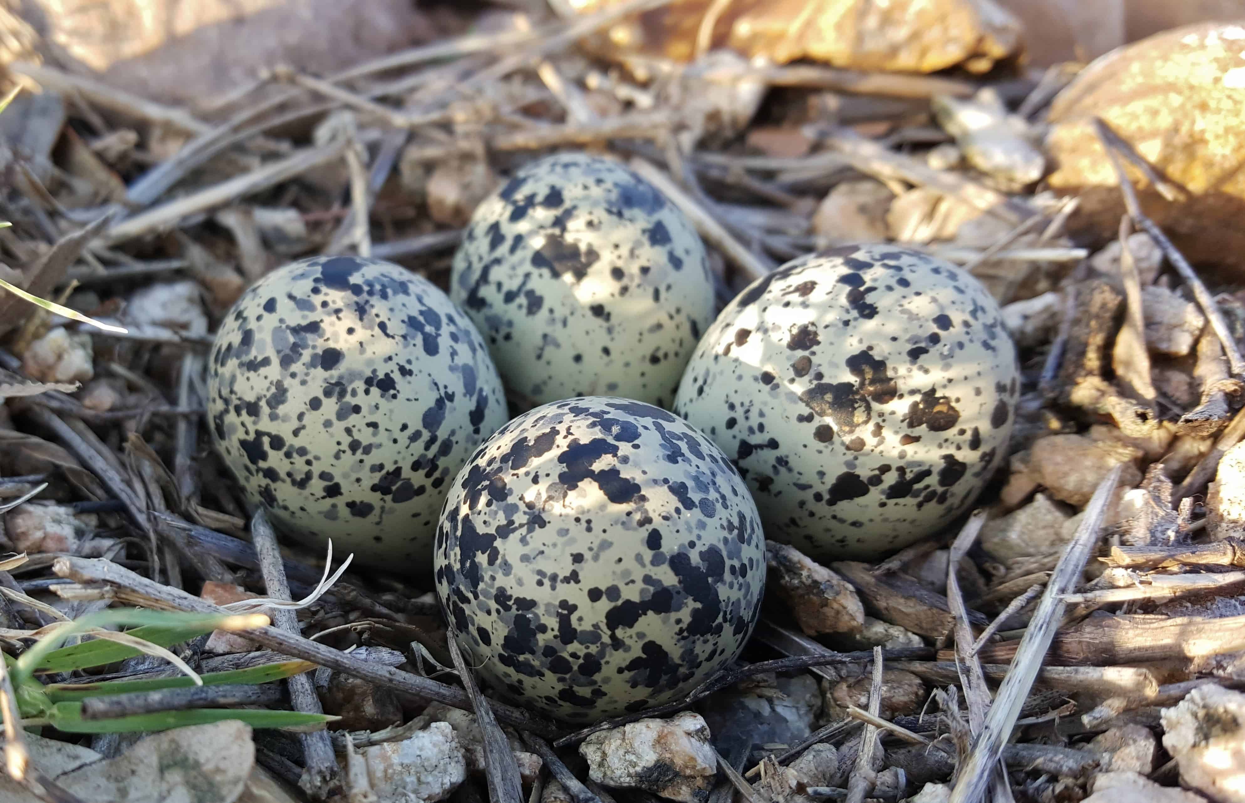 Speckled bird egg.