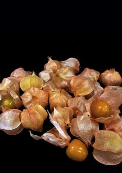 Researchers managed to bring the ground cherry from almost wild to almost domesticated in a matter of years. Credit: Sebastian Soyk.