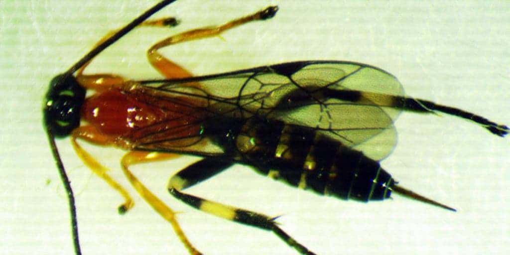 Adult Zatypota wasp. Credit: University of British Columbia.