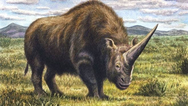 Artist’s impression of Elasmotherium.  Image credits: W. S. Van der Merwe/Natural History Museum.