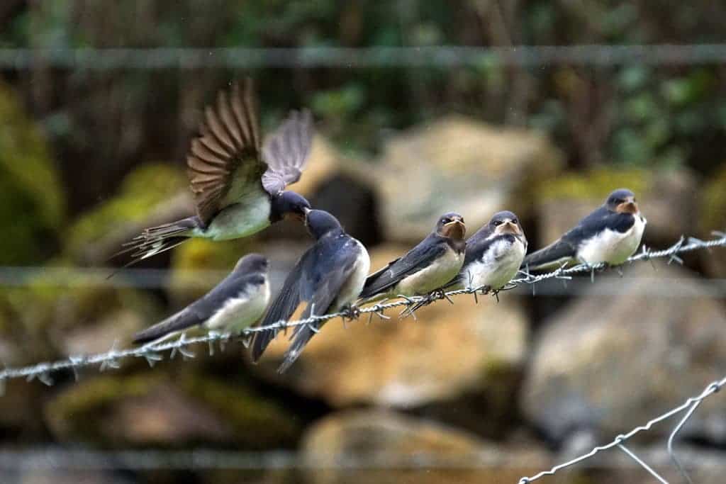 Barn swallows wire.