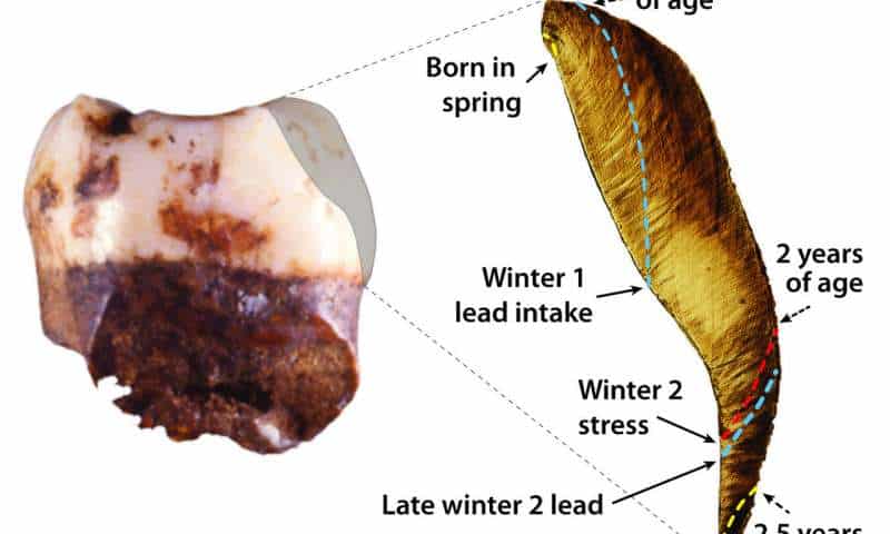 Starting from a seemingly simple tooth, researchers were able to learn much about the lives of Neanderthal children. Credit: Tanya Smith & Daniel Green.
