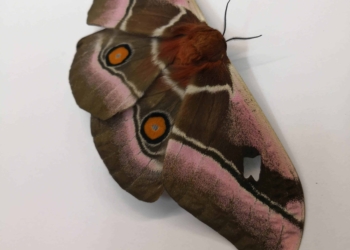 This image shows a Madagascar bullseye (Antherina suraka), one of the moth species used in Thomas Neil’s research. Image credits: Thomas Neil.