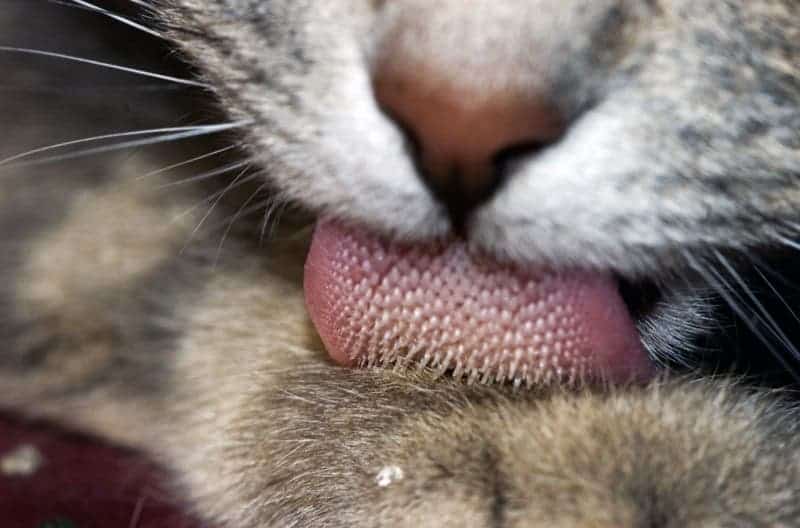 Macro cat tongue.