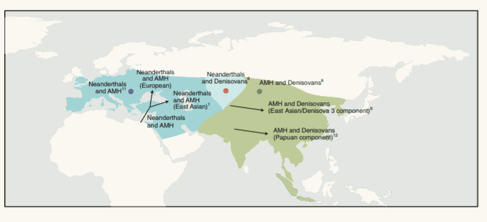 Neanderthals weren't the only hominins early humans interbred with. Denisovans were a similar group, with a different geographic distribution. Here, a map of the encounters between different archaic hominins and ancient modern humans (AMH). The approximate distribution of Neanderthals is
indicated in blue and the approximate distribution of Denisovans is indicated in green. Image credits: Nature