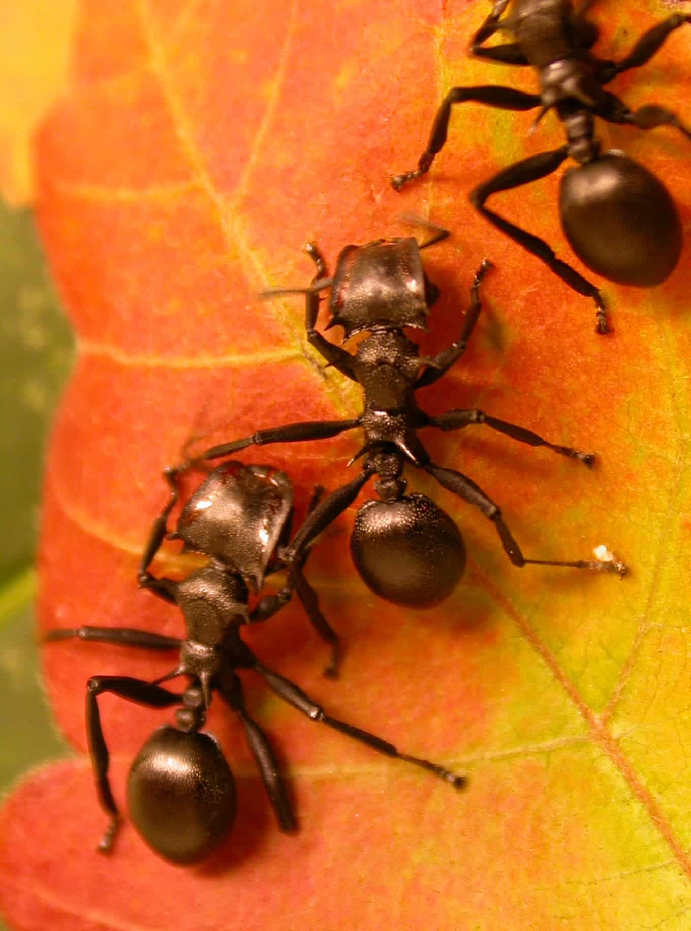 Arboreal ants that have evolved closely with the trees they live in. Image credits: Field Museum / Corrie Moreau.