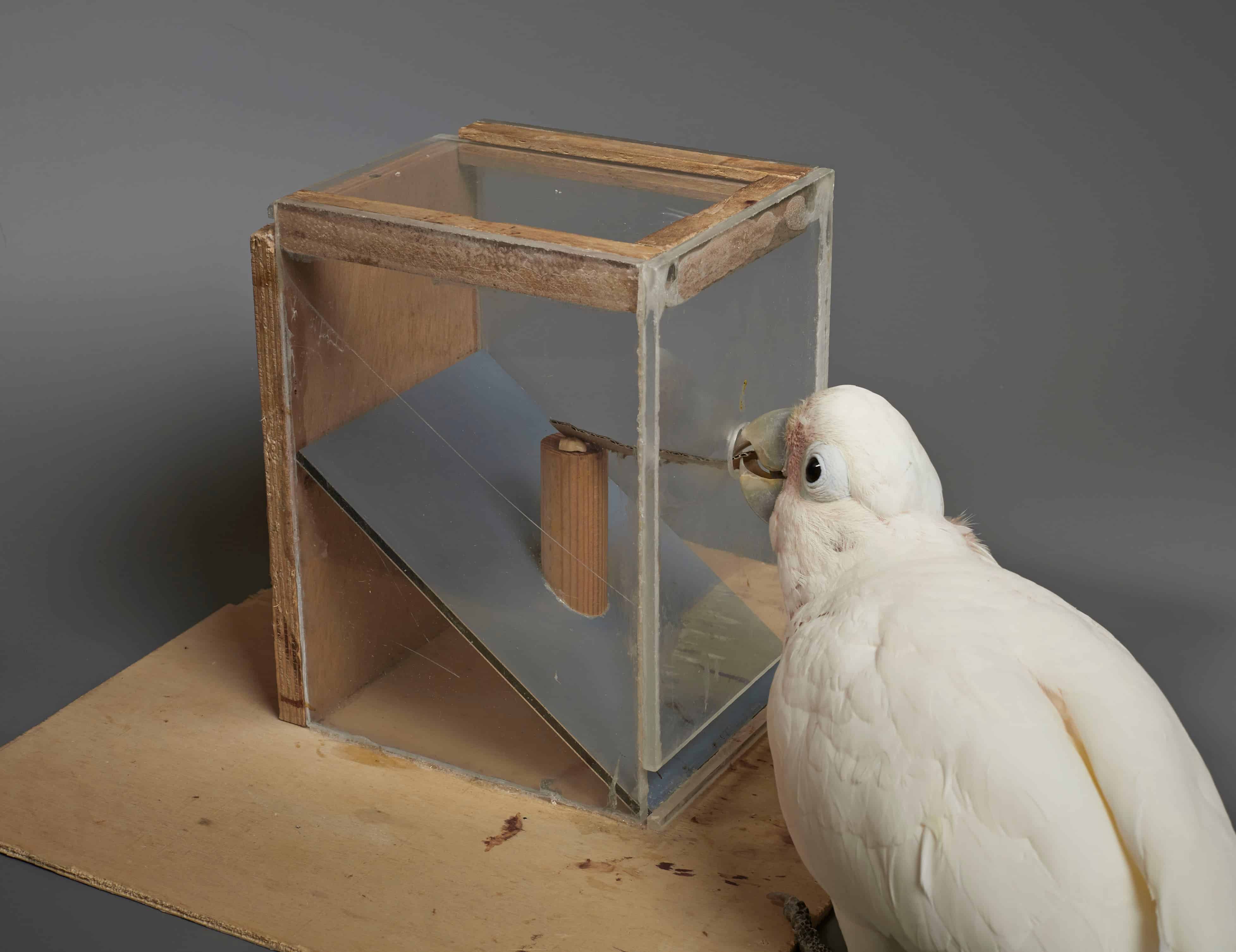 A Goffin cockatoo uses a cardboard tool to obtain food. Image credits: Goffin Lab, University of Veterinary Medicine Vienna.