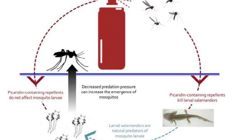 Hypothesized direct and indirect effects of picaridin on aquatic predators of mosquito larvae indicating a human-environment positive feedback loop. Credit: Leslie Tumblety.