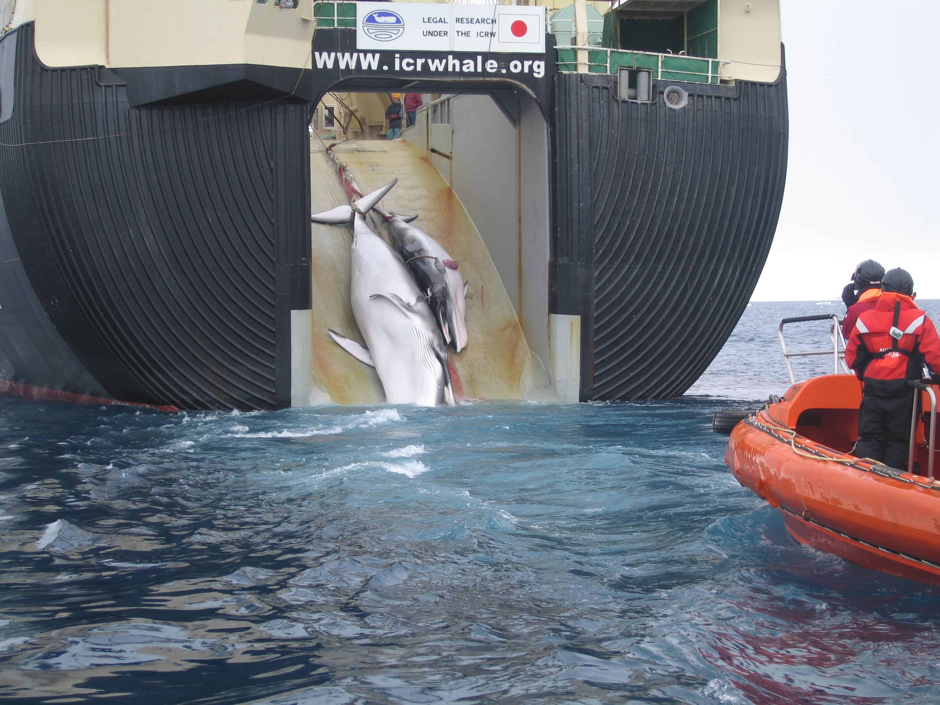An adult and sub-adult Minke whale are dragged aboard the Nisshin Maru, a Japanese whaling vessel that is the world's only factory whaling ship. Image credits: Customs and Border Protection Service, Commonwealth of Australia.