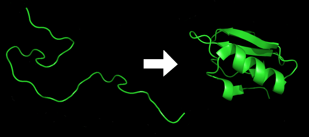 Protein before and after folding. Image credits: Wikipedia / Dr. Kjaergaard.