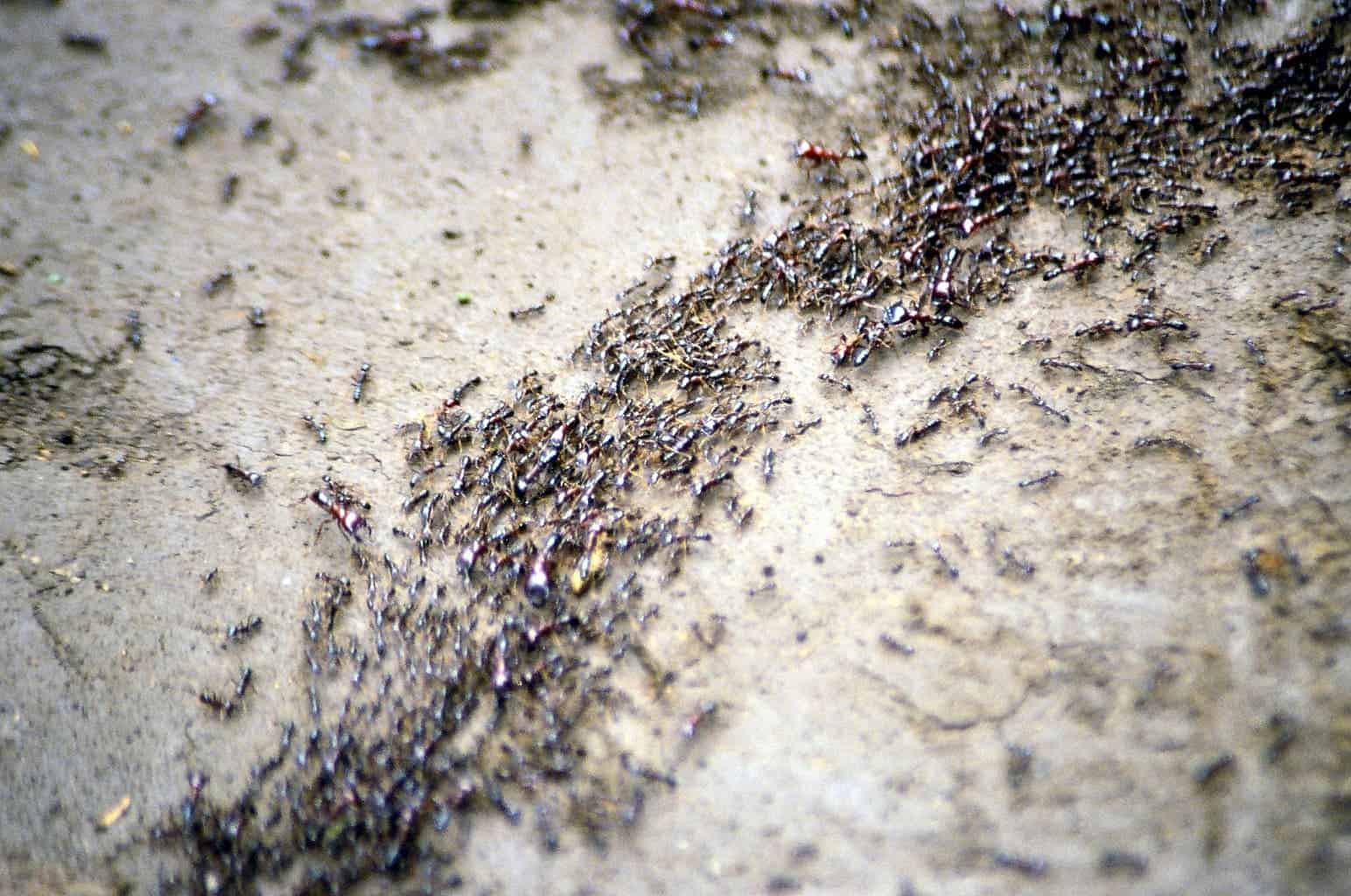 Safari ants (genus Dorylus). Image credits: Mehmet Karatay.