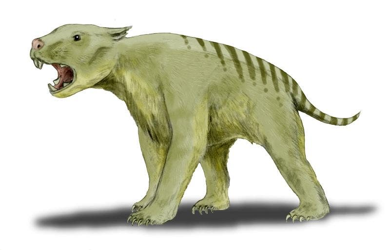 Thylacoleo carnifex, a pliocene to pleistocene marsupial from Australia, based on the skeleton at the Victoria Fossil Cave.