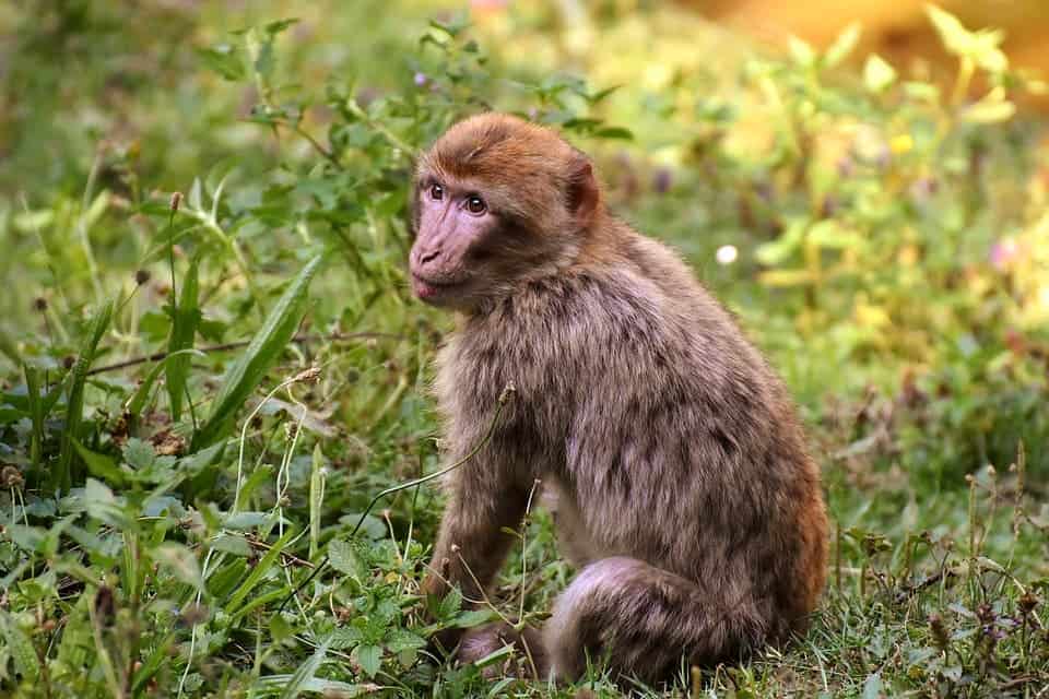 The barbary ape is one of the many creatures currently threatened by extinction as a result of human action.