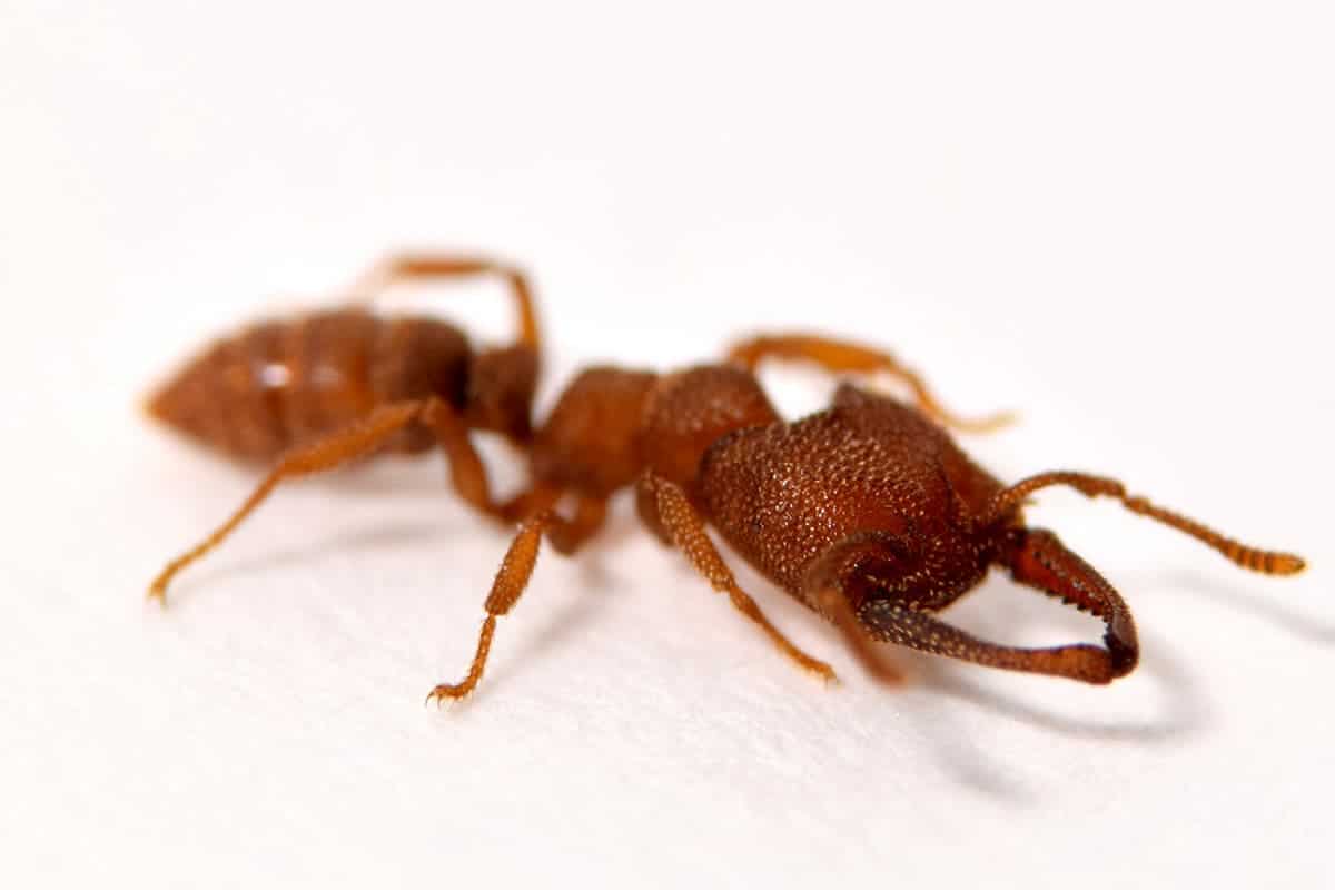 The mandibles of the Dracula ant, Mystrium camillae, are the fastest known moving animal appendages, snapping shut at speeds of up to 90 meters per second. Image credits: Adrian Smith.