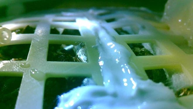Close-up of cotton sprouts under a protective cover aboard a Chinese moon lander. Credit: CLEP.