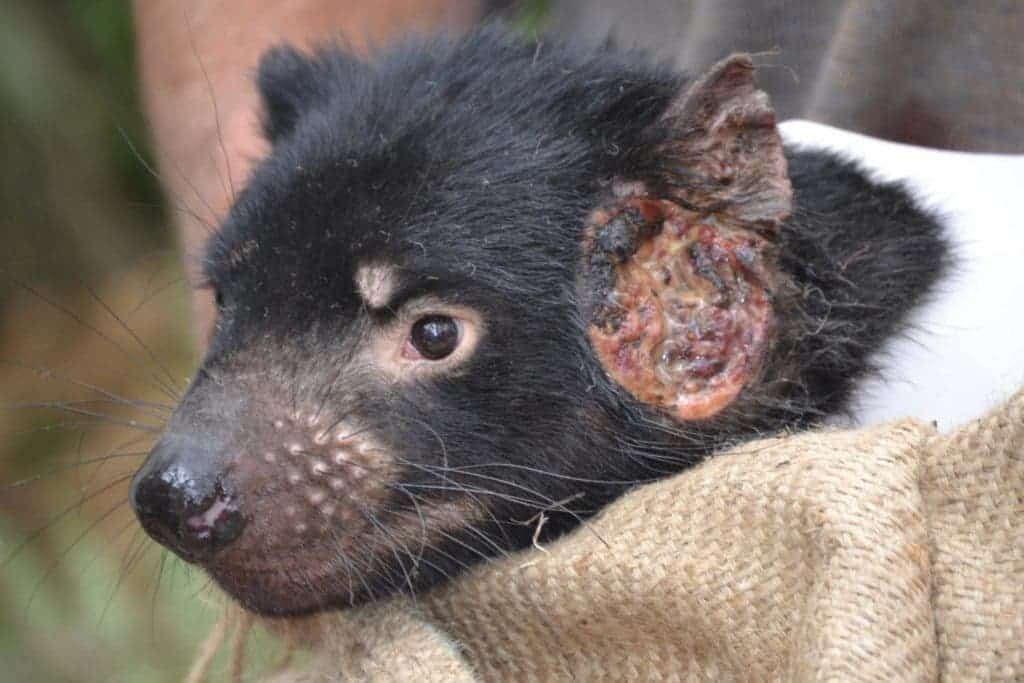 A tumor from the transmissible cancer afflicting Tasmanian devils. Image credits: Maximilian Stammnitz.