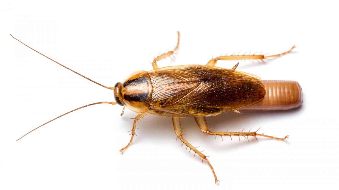 German cockroach.
