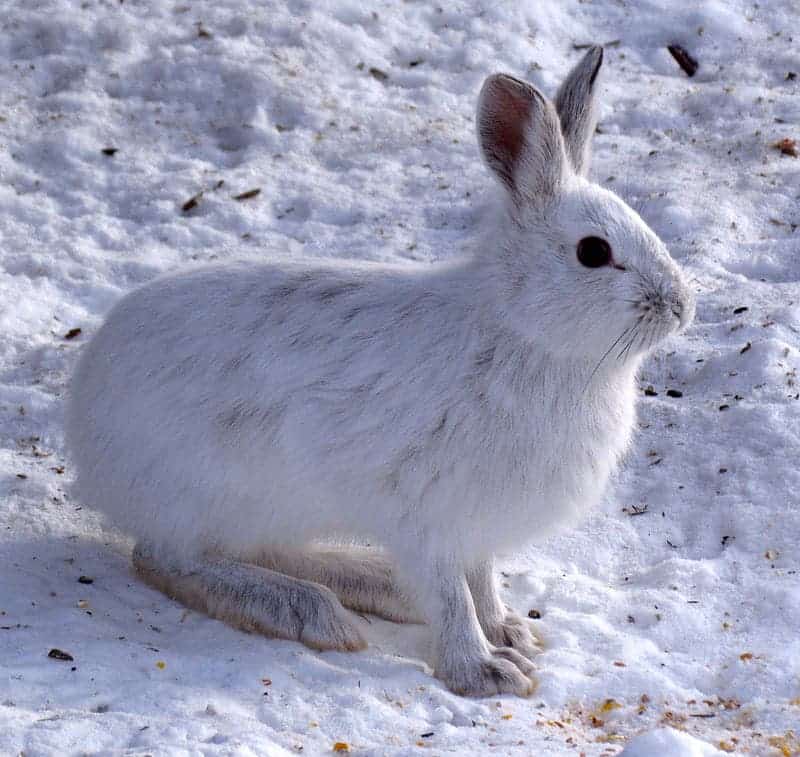 Snowshoe Hare (Lepus americanus), white morph. Image credits: Shirleys Bay.