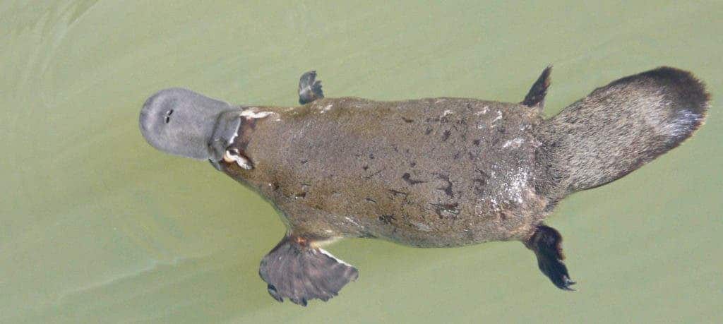 A platypus casually having a swim in a stream. Credit: Wikimedia Commons.