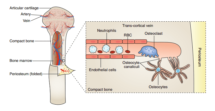 Trans-cortical vein canals move bone marrow cells and potentially facilitate the exchange of nutrients between the bone and the general circulation system. Credit: Nature.