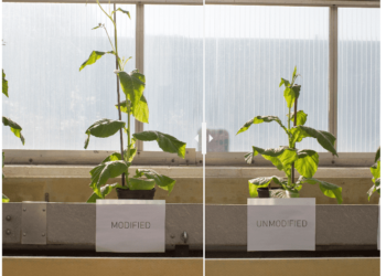 Left: Modified tobacco plant with 40% more biomass thanks to photorespiration shortuct. Right: much smaller unmodified tobacco plant. Credit: RIPE.