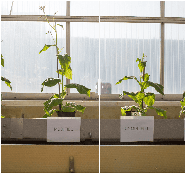 Left: Modified tobacco plant with 40% more biomass thanks to photorespiration shortuct. Right: much smaller unmodified tobacco plant. Credit: RIPE. 