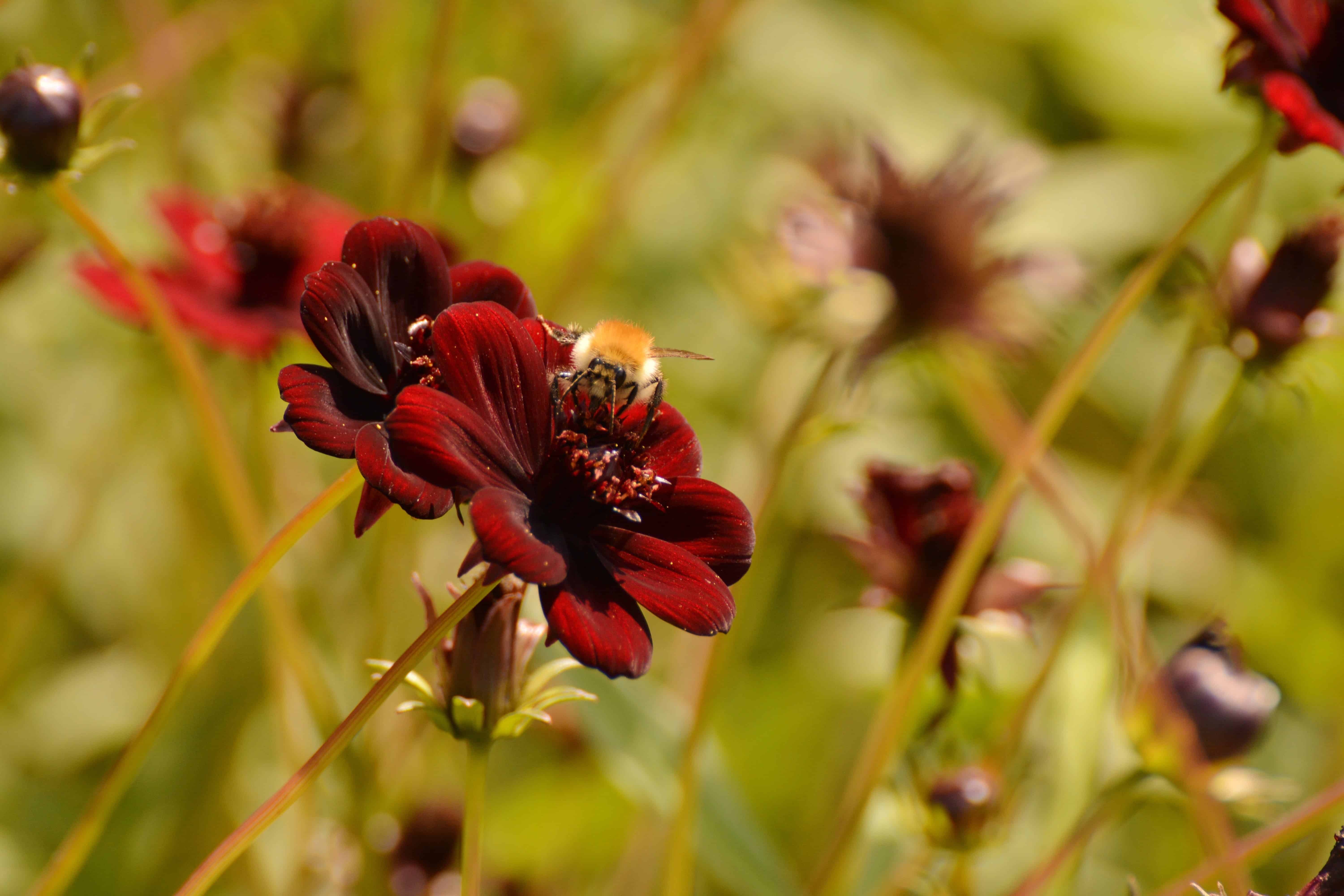 Having more flowers in urban areas can do wonders for pollinators. Image in public domain.