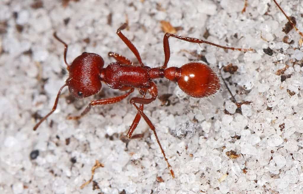 Florida Harvester Ant.