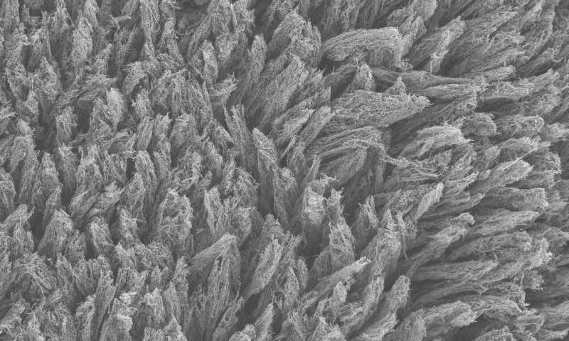 A scanning electron microscope image shows a composite of laser-induced graphene and polystyrene. Credit: Tour Group/Rice University.