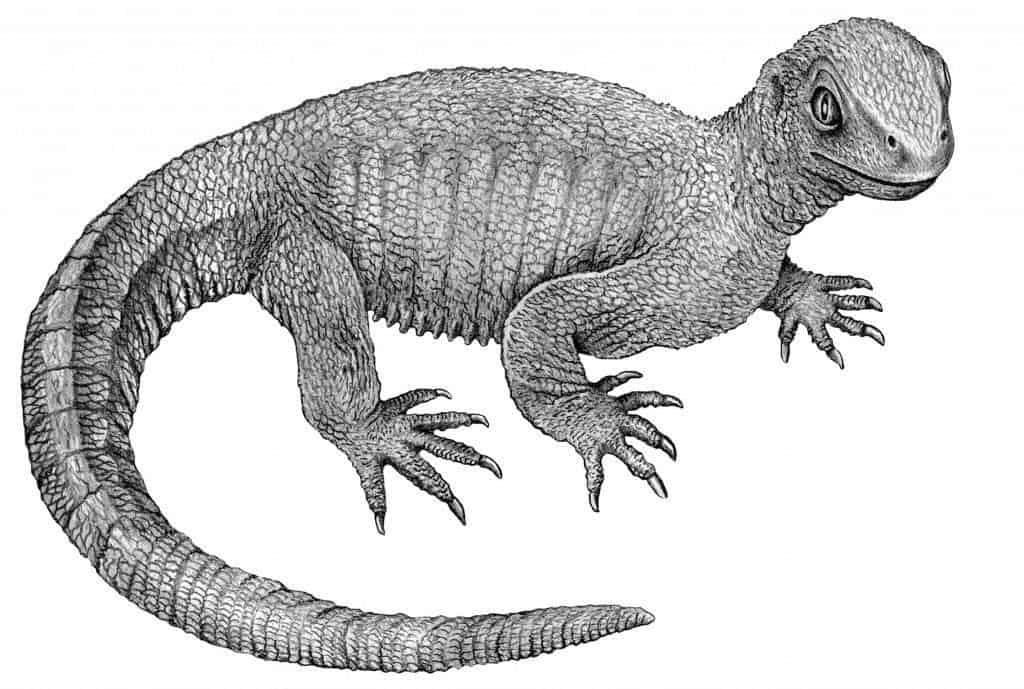 Pappochelys rosinae lived during the Triassic Period, about 240 million years ago. Credit: Wikimedia Commons.