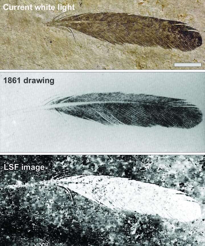 The isolated Archaeopteryx feather is the first fossil feather ever discovered. Top image, the feather as it looks today under white light. Middle image, the original drawing from 1862 by Hermann von Meyer. Bottom image, Laser-Stimulated Fluorescence (LSF) showing the halo of the missing quill. Scale bar is 1cm. Image Credits: The University of Hong Kong.