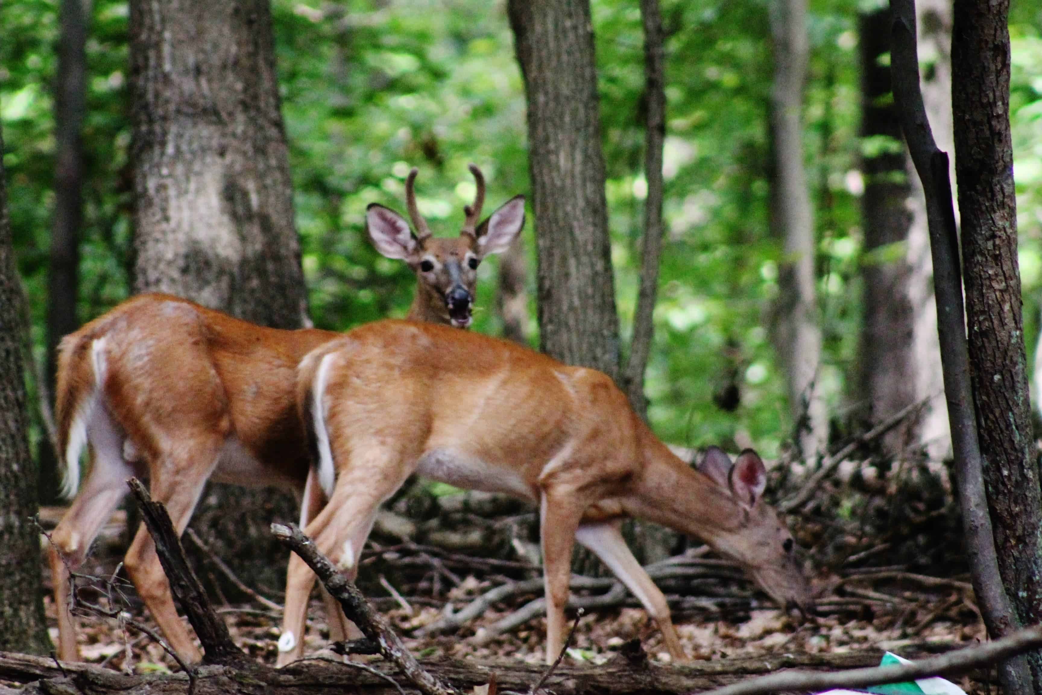 How deer are shaping the sounds of the forest