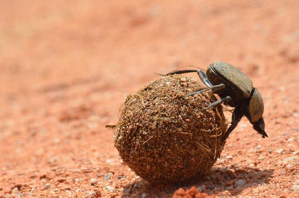 Dung beetle.