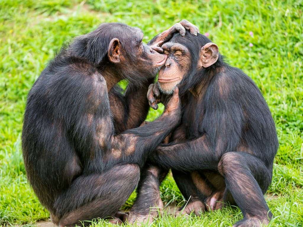 Chimpanzees grooming.