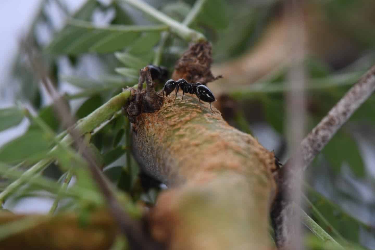 Acacia ants on their host tree (Crematogaster mimosae, Acacia zanzibarica). Image credits: Felix A. Hager and Kathrin Krausa.