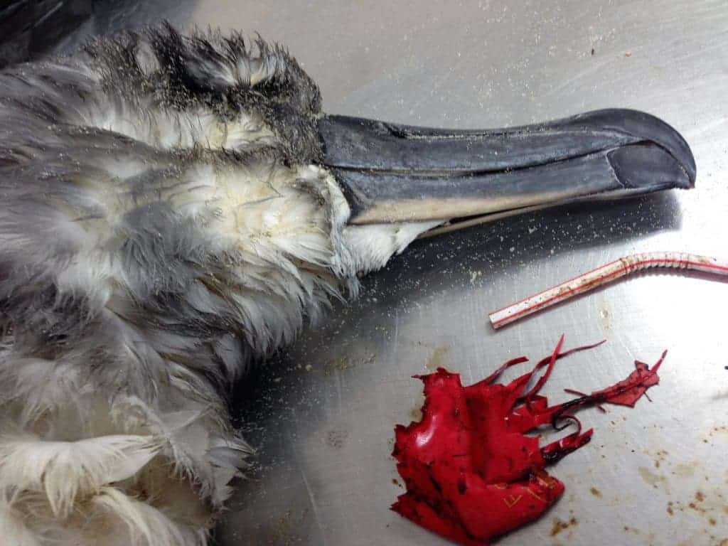 Grey headed albatross which chocked on balloon debris. Credit: Lauren Roman. 