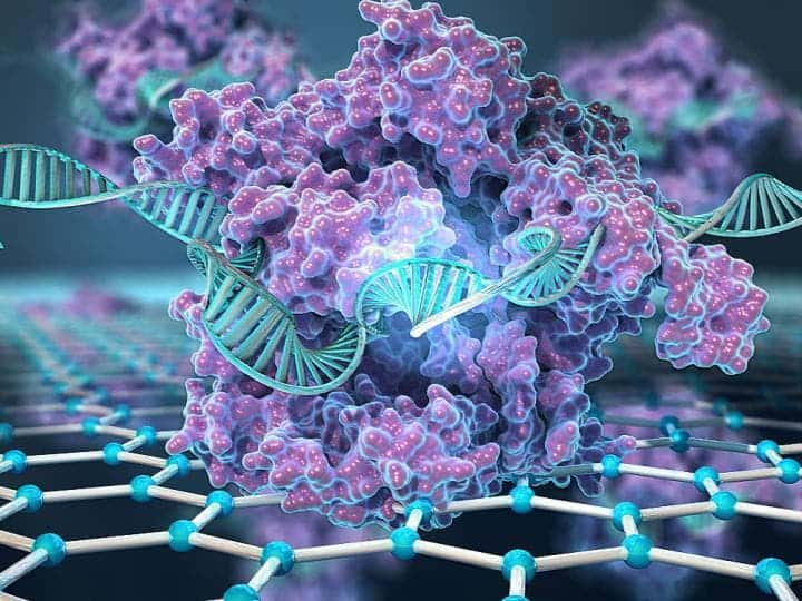 The novel system immobilizes the CRISPR complexes on the surface of graphene-based transistors. These complexes search a genome to find their target sequence and, if the search is successful, bind to its DNA. This binding changes the conductivity of the graphene material in the transistor, which detects the change using a handheld reader. Image credits: Keck Graduate Institute (KGI).