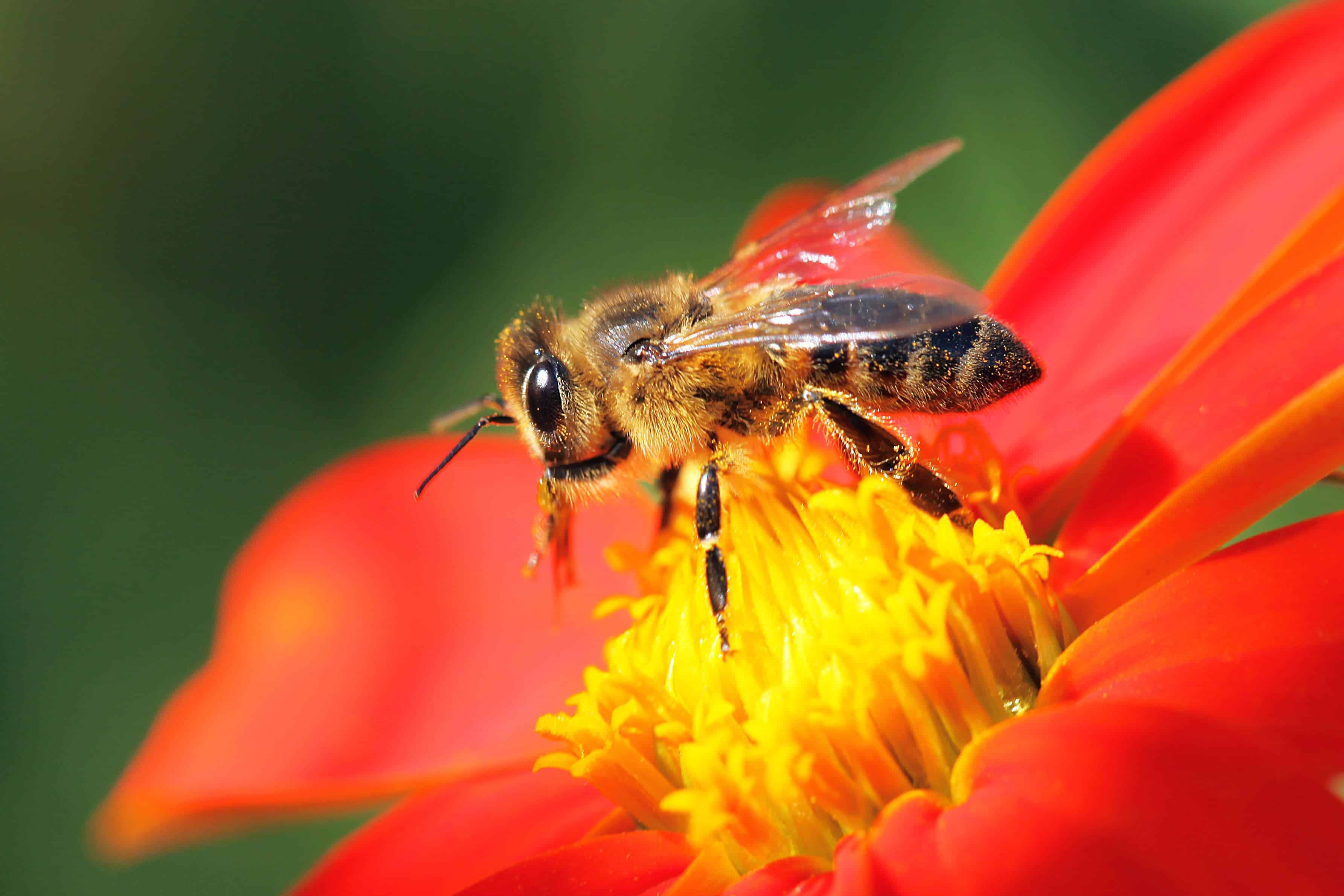 Honey bees are not in peril. These bees are. - Vox