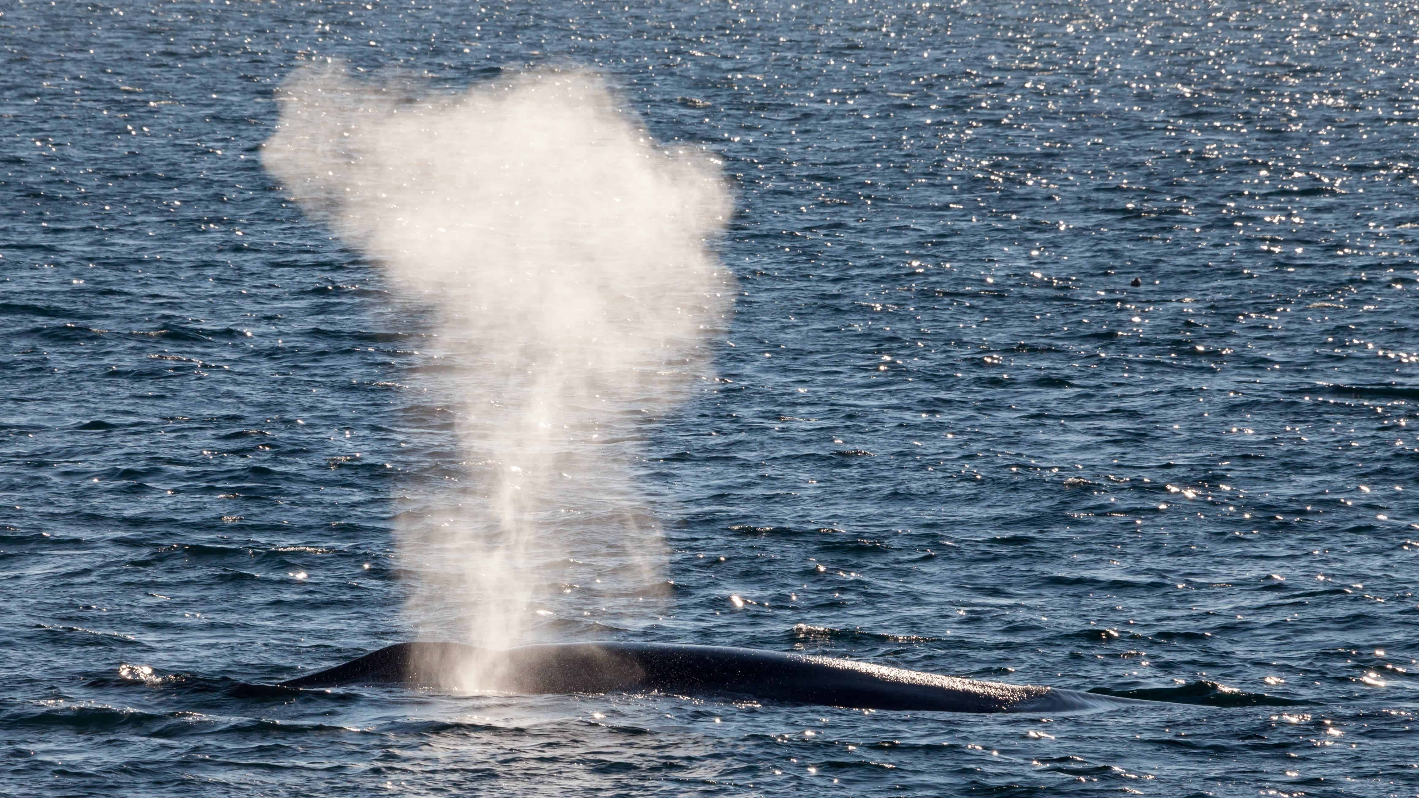 Blue whale in the Arctic waters -- probably looking for some krill to eat. Image credits: AWeith.