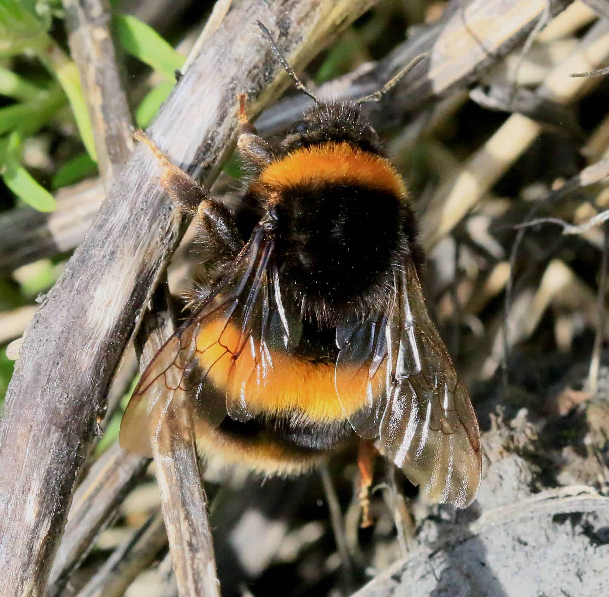 Bumblebee queens spend a lot of time resting on the ground, researchers say. Image via Wiki Commons.