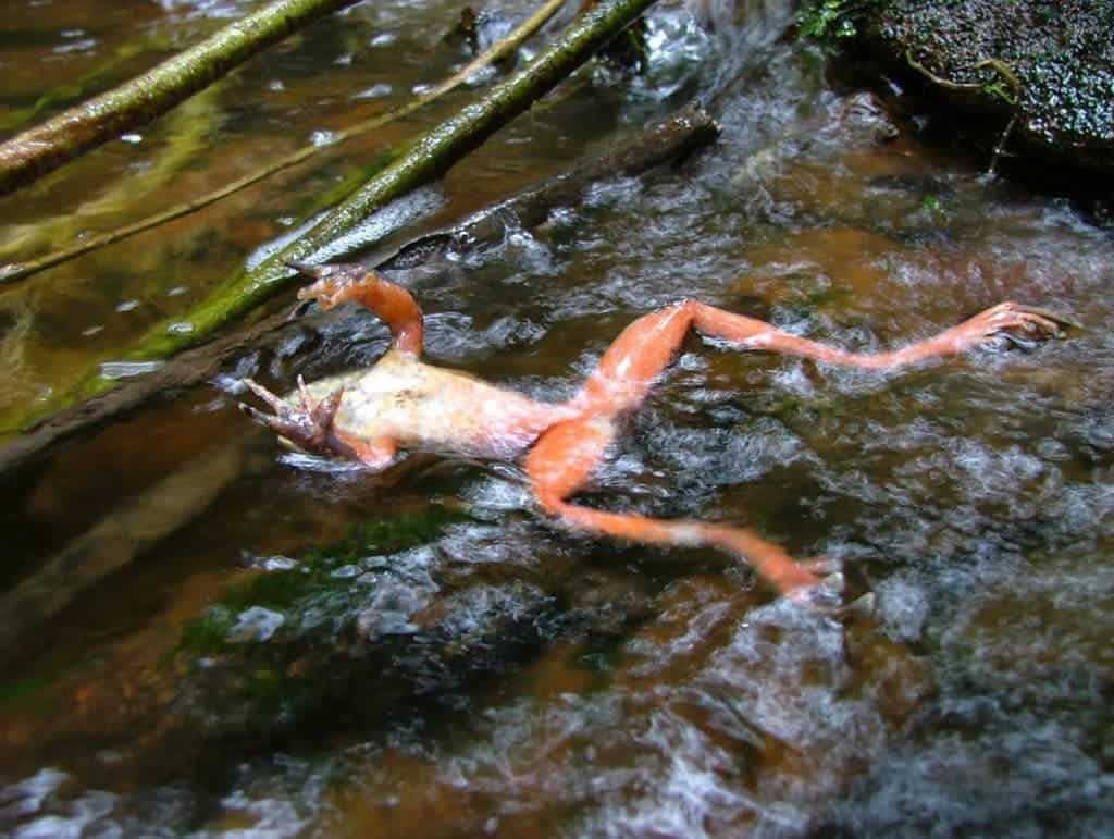 Dead frog killed by Chytridiomycosis. Credit: Wikimedia Commons.