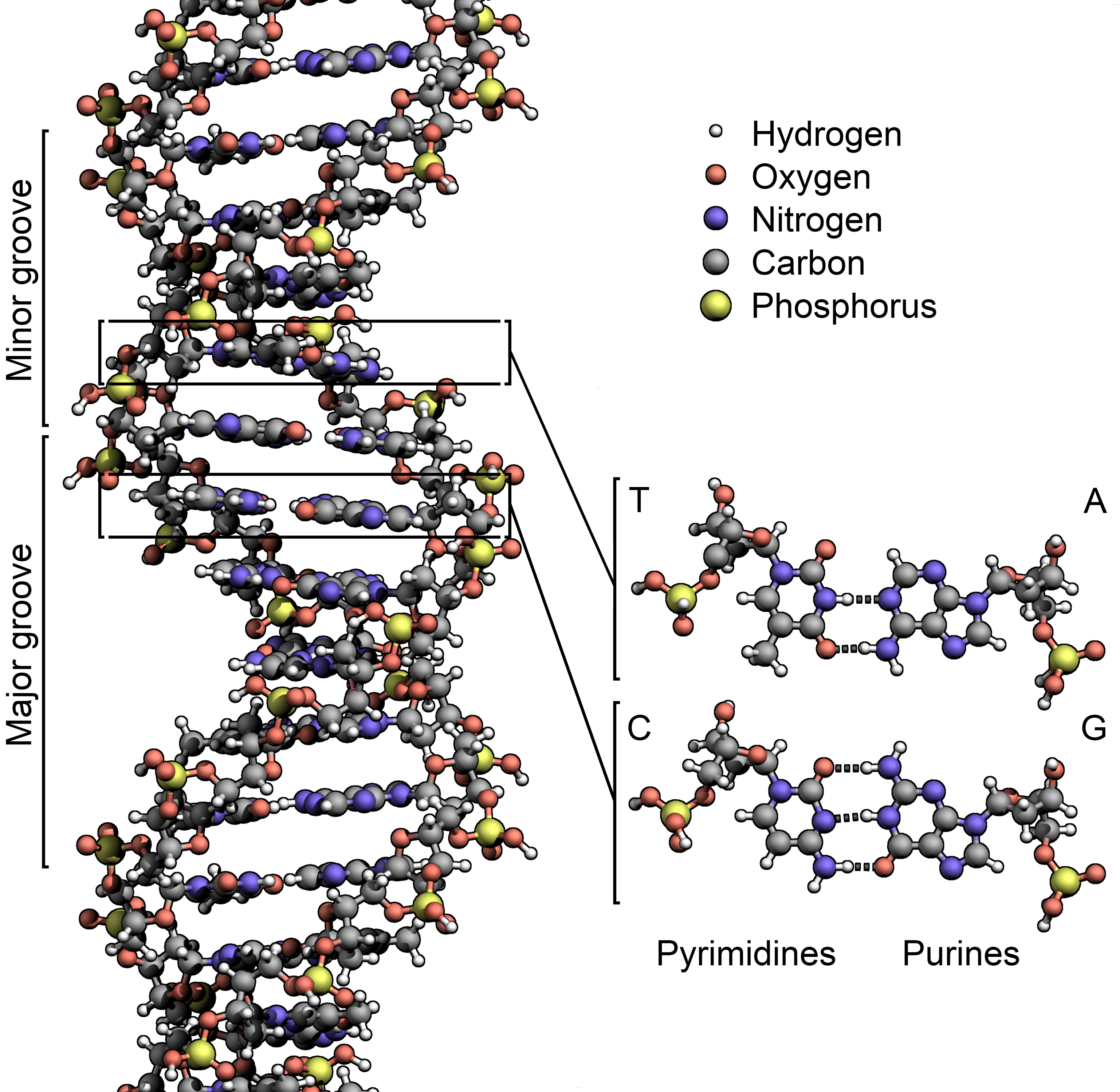The structure of the DNA double helix. The atoms in the structure are colour-coded by element and the detailed structures of two base pairs are shown in the bottom right. Image credits: Zephyris / Wikipedia.