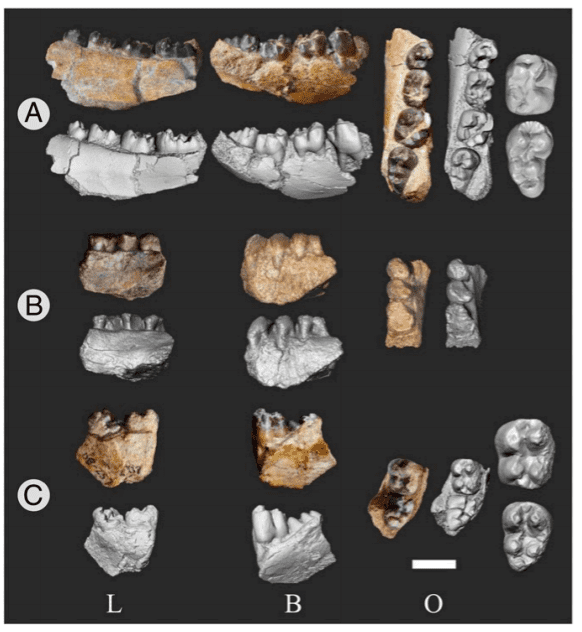 Fossil monkey teeth.