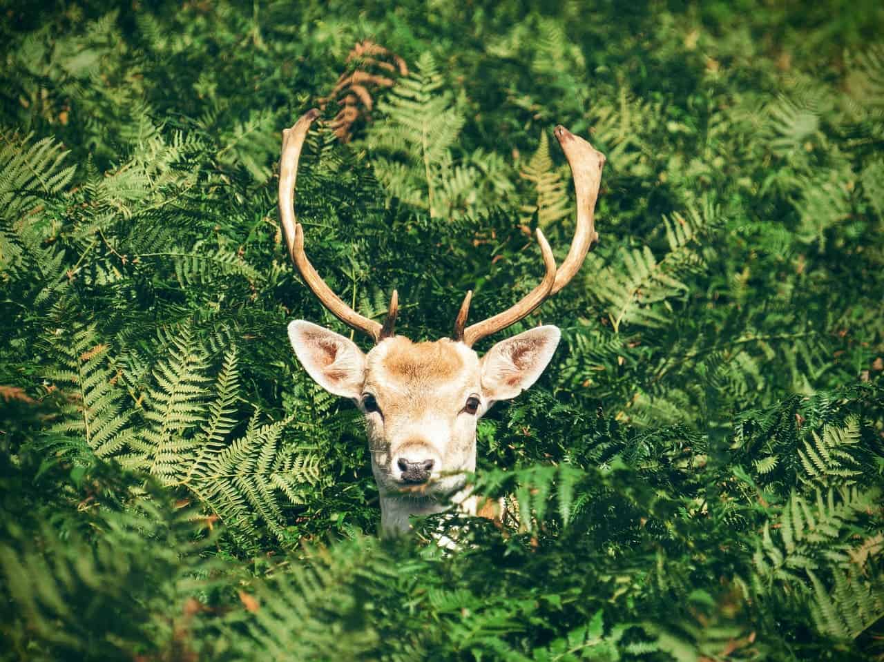 What makes the deer and ferns different? Image credits: Max Pixel.