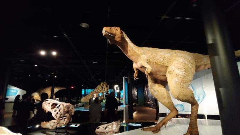 Four-year-old T. rex model on display at the “T. rex: The Ultimate Predator” exhibit at the ANMH. Credit; ANMH.