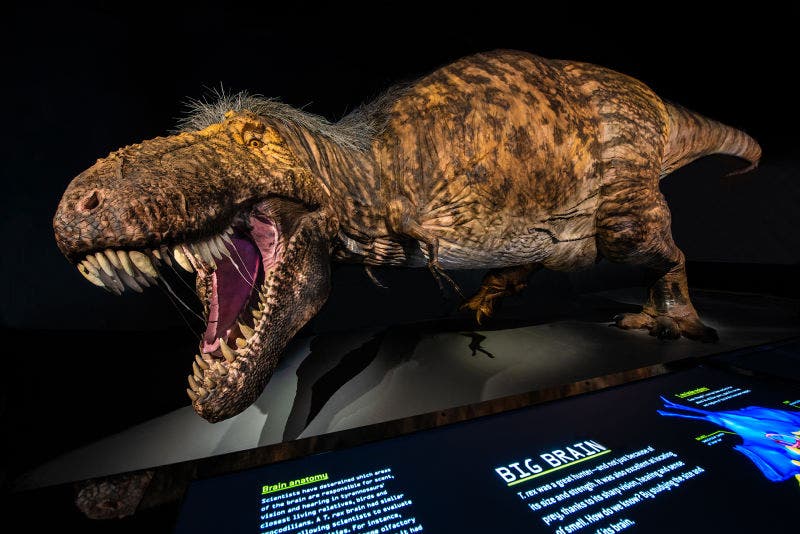 Adult T. Rex on display at AMNH. Credit: AMNH.